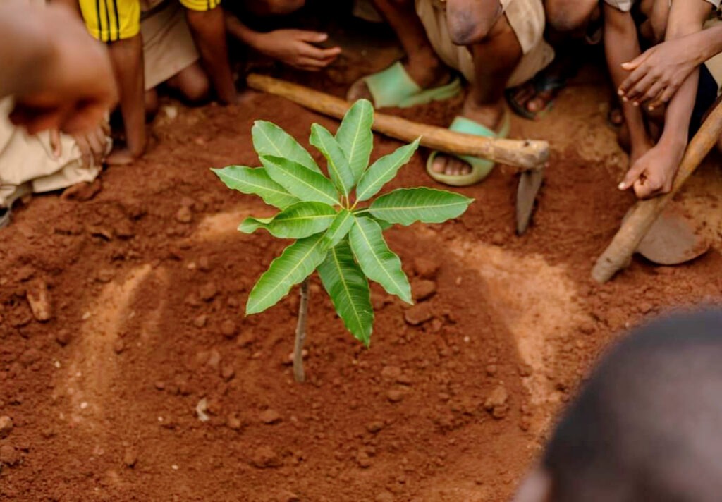 planter des arbres